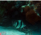 Banded Butterflyfish