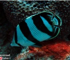 Banded Butterflyfish close up