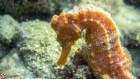 Seahorse in St Vincent