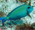 Doctorfish