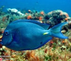 Blue Tang