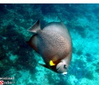 Grey Angelfish