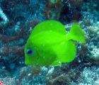 Blue Tang juvenile