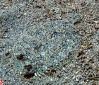Peacock Flounder in sand