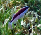 Yellow Mouthed Grouper Juvenile