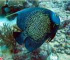 French Angelfish