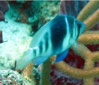 Barred Hamlet