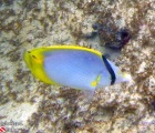 Spotfin Butterflyfish