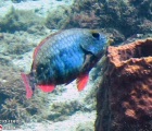 Redband Parrothfish Initioal Phase
