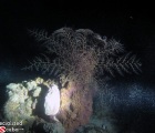 Basket Star Opened on Night Dive