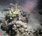 Spotted Moray under video light on Night Dive
