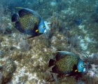 French Angelfish