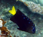 Yellowtail Damselfish Intermediate