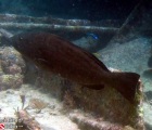 Black Grouper