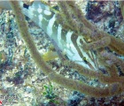 Nassau Grouper