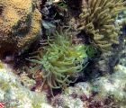 Giant Anenome and corals
