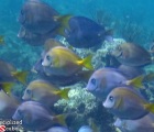 Blue Tang Intermediate