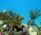 Sea Rods against the Beautiful Blue Caribbean