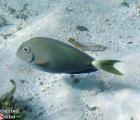 Ocean Surgeonfish