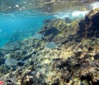 Palometa at reefs edge