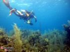 Belize, SCUBA Diver, Top of Wall
