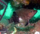 Belted Sandfish