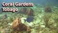 Coral Garden - Tobago