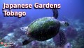 Japanese Gardens - Tobago