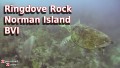 Ringdove Rock - Norman Island - BVI