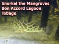 Snorkel Bon Accord Mangrove - Tobago